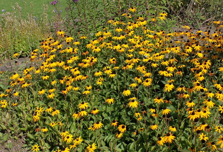 Изображение особи Rudbeckia fulgida.