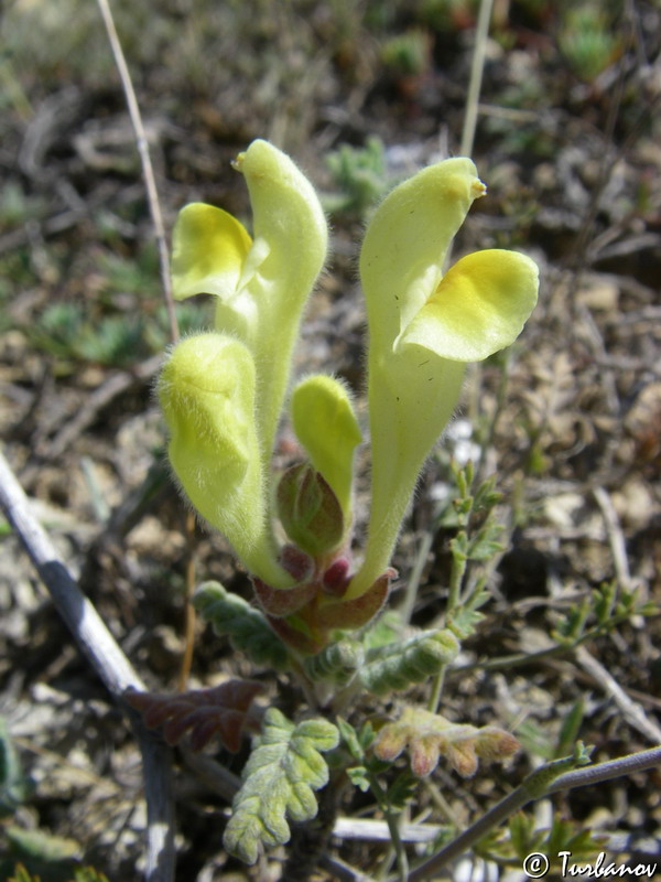 Image of Scutellaria orientalis specimen.