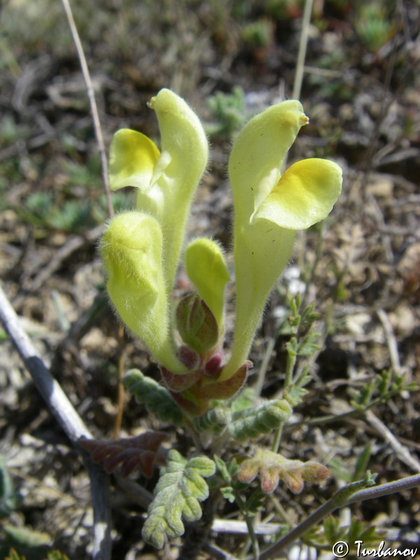 Изображение особи Scutellaria orientalis.