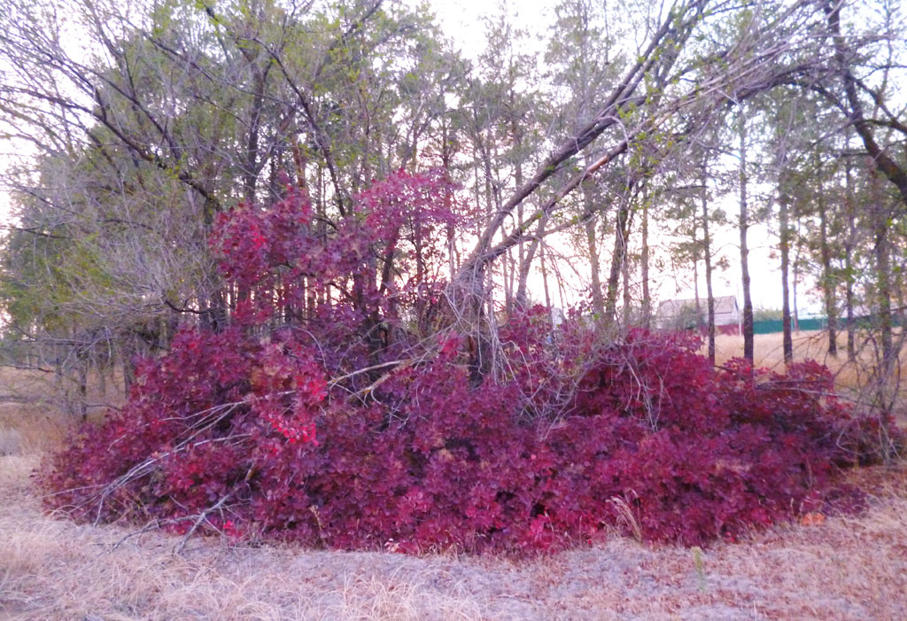Image of Cotinus coggygria specimen.