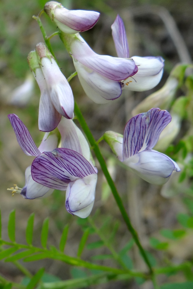 Image of Vicia sylvatica specimen.