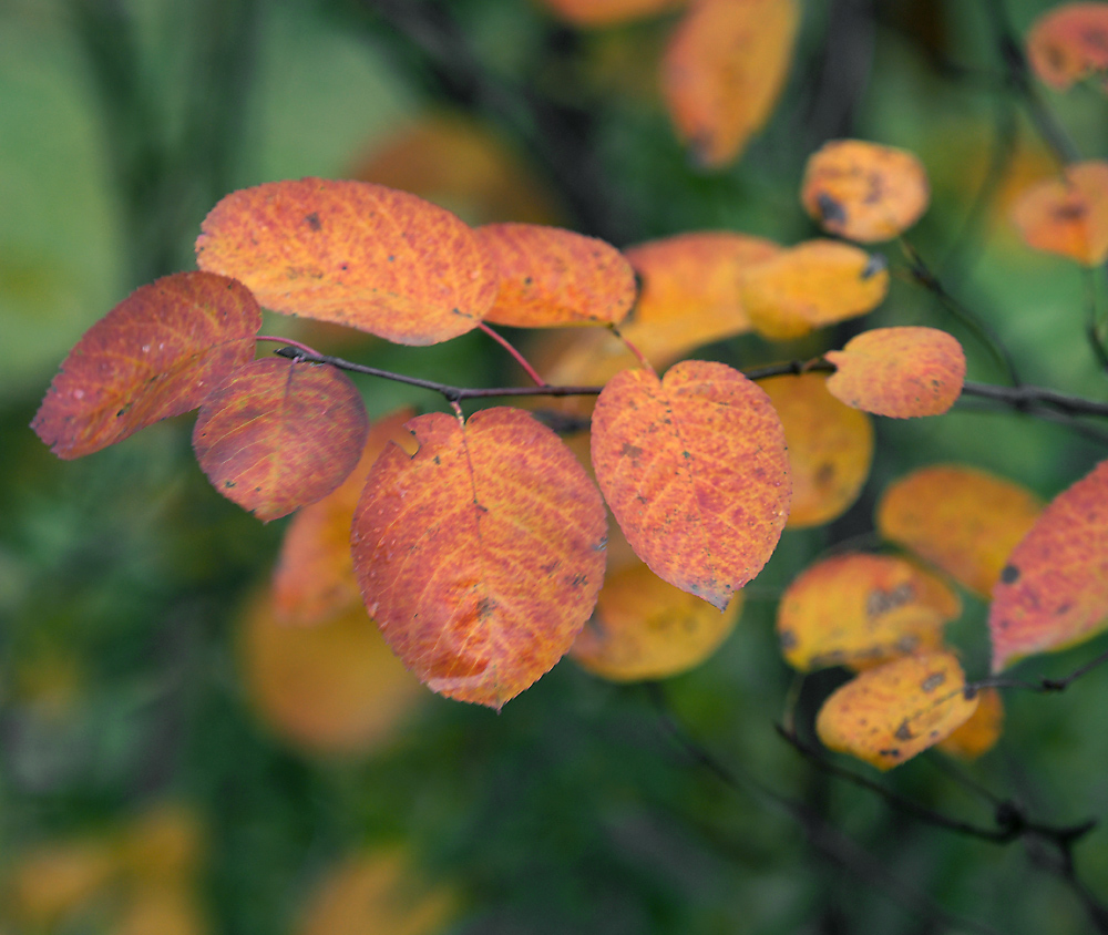 Image of Amelanchier spicata specimen.