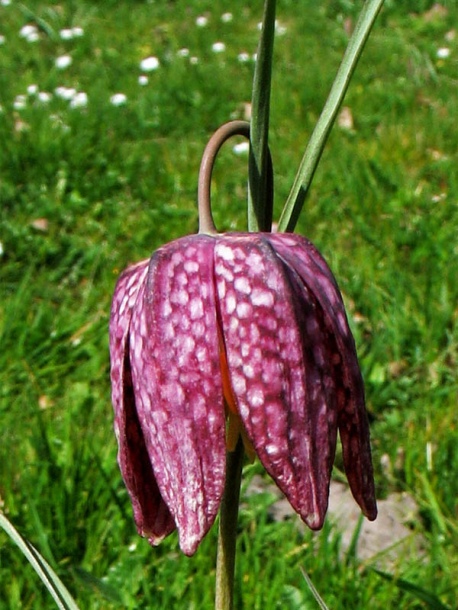 Изображение особи Fritillaria meleagris.