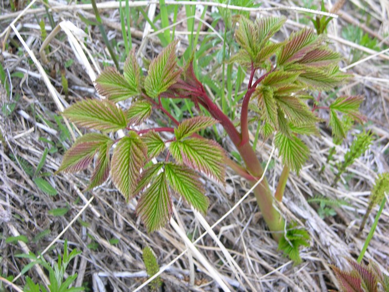 Изображение особи Aruncus dioicus.