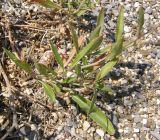 Diplotaxis tenuifolia. Побеги. Крым, Сасыкская пересыпь, берег моря. 6 сентября 2009 г.