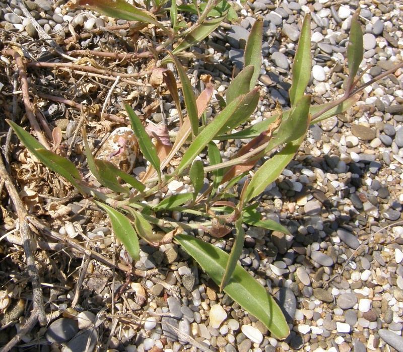 Image of Diplotaxis tenuifolia specimen.