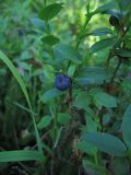 Vaccinium myrtillus. Веточка с плодом. Кузнецкий Алатау, пос. Приисковый. Август 2005 г.