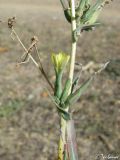 Lactuca serriola