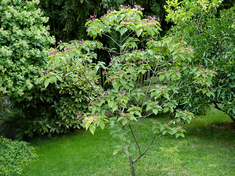 Изображение особи Clerodendrum cyrtophyllum.