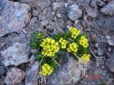 Draba oreades