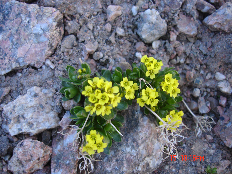 Image of Draba oreades specimen.
