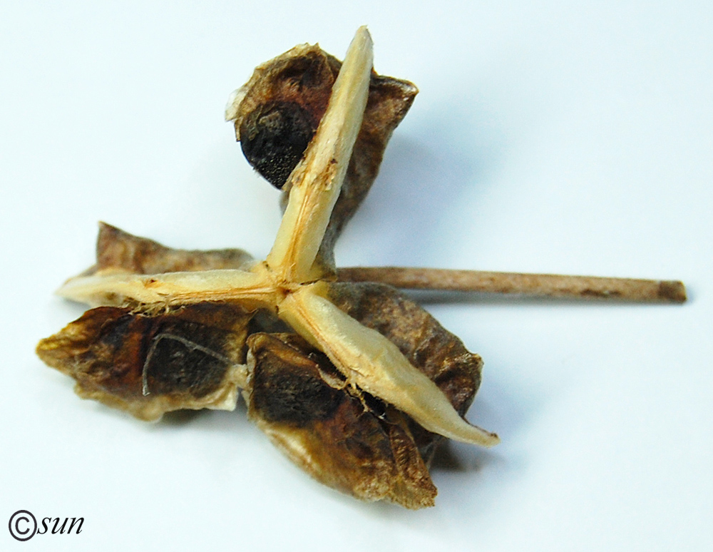 Изображение особи Eremurus robustus.