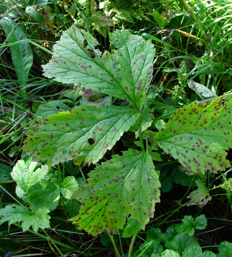 Image of Geum rivale specimen.
