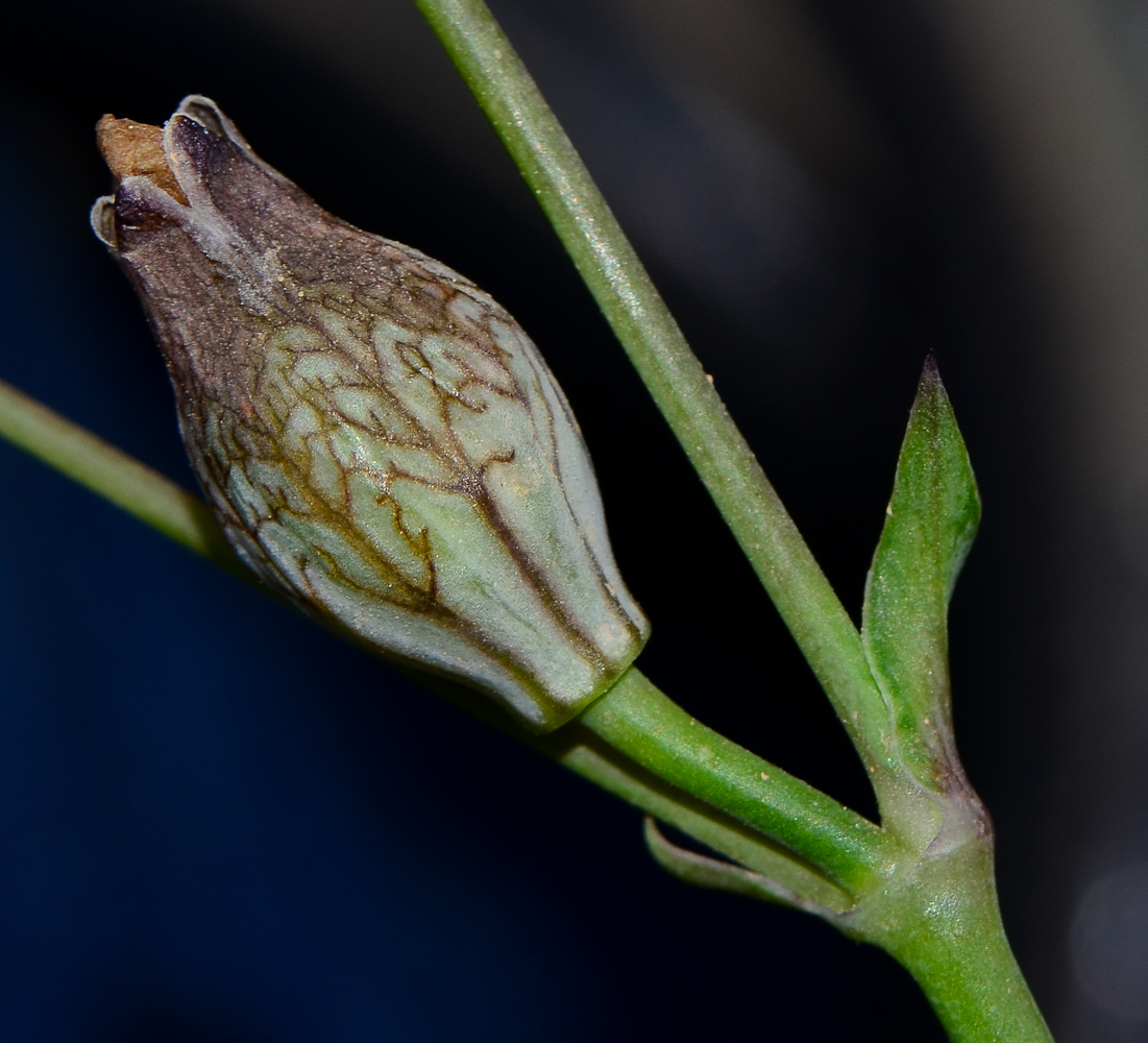 Image of Silene behen specimen.