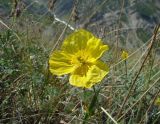 Papaver croceum