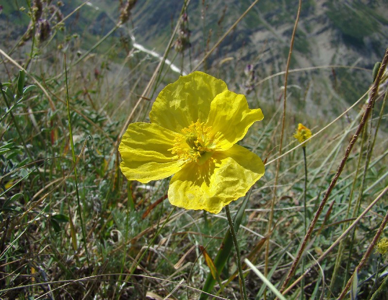 Изображение особи Papaver croceum.