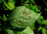 семейство Cornaceae. Лист с поражениями (вид снизу). Краснодарский край, Сочи, окр. Адлера, рудеральное место. 28.06.2015.