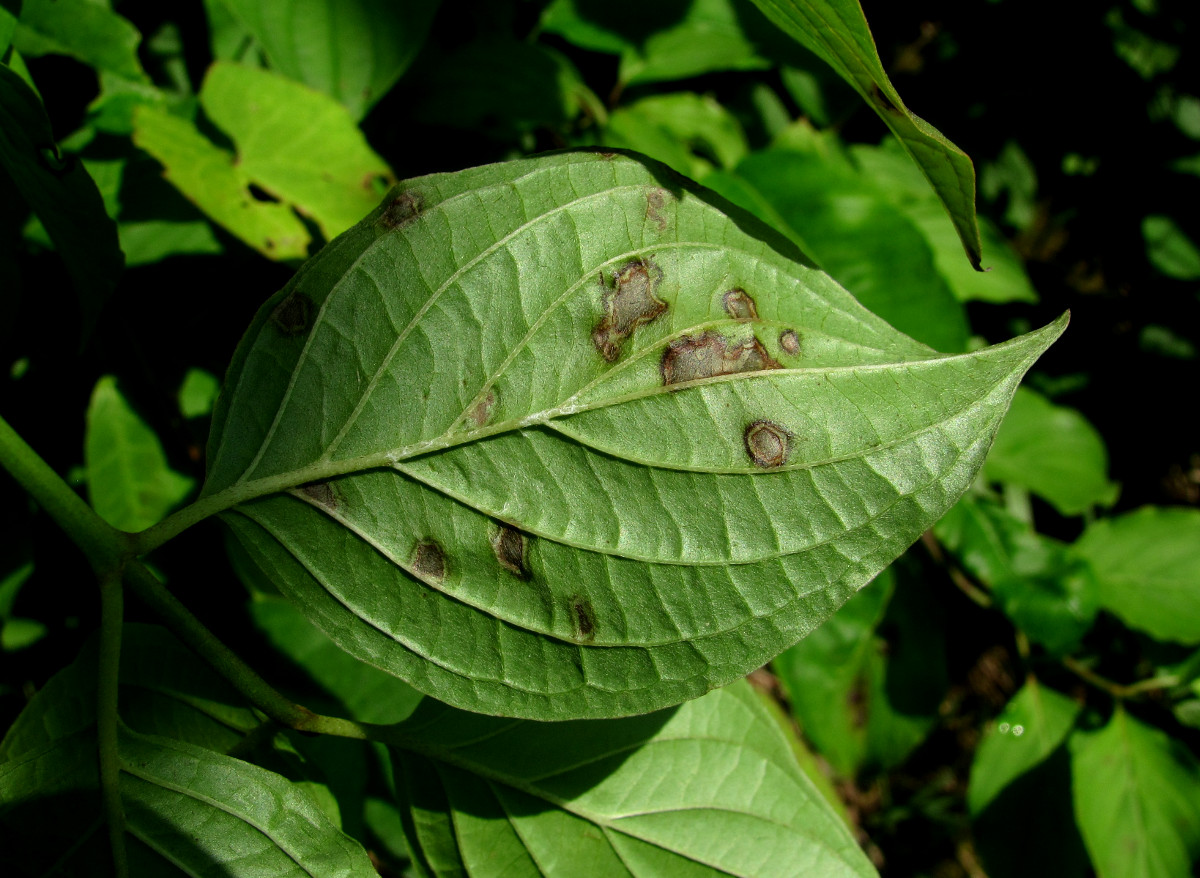 Image of familia Cornaceae specimen.