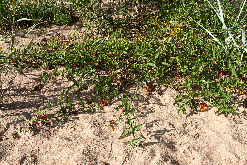 Image of Solanum dulcamara specimen.