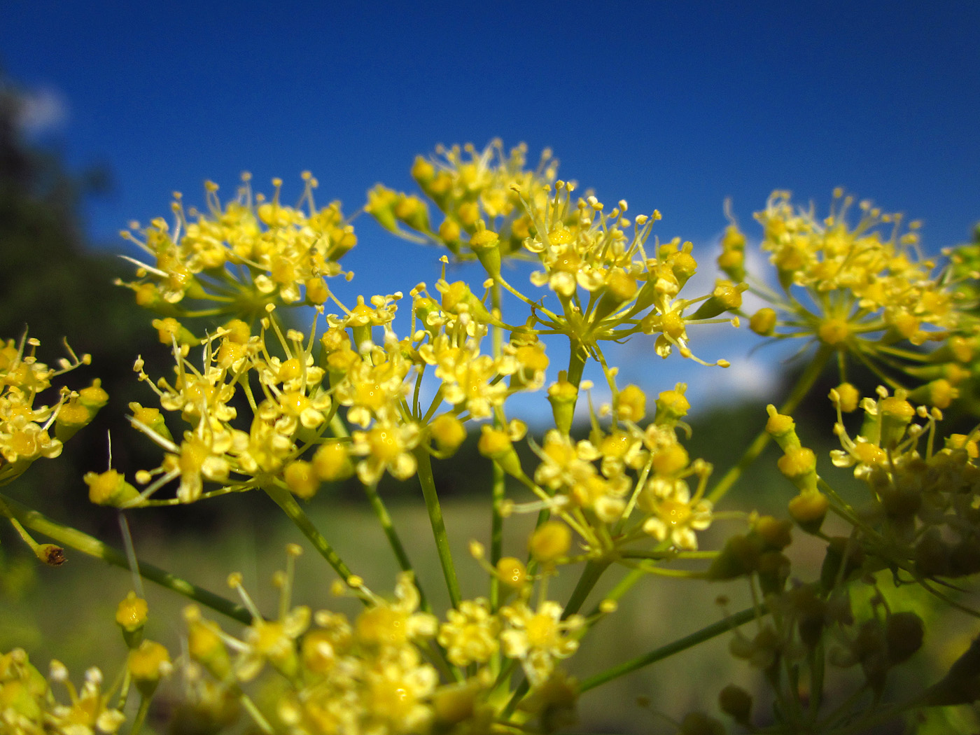 Изображение особи Peucedanum ruthenicum.