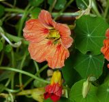 Tropaeolum majus