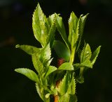 genus Forsythia