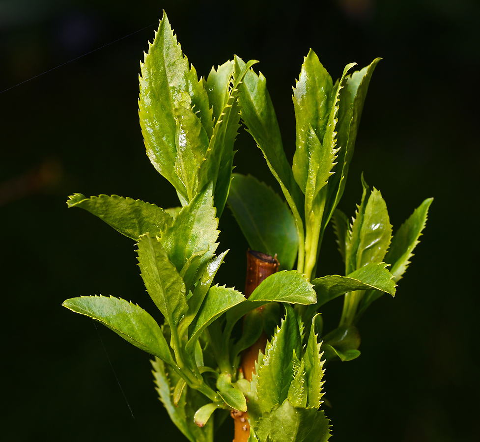 Изображение особи род Forsythia.