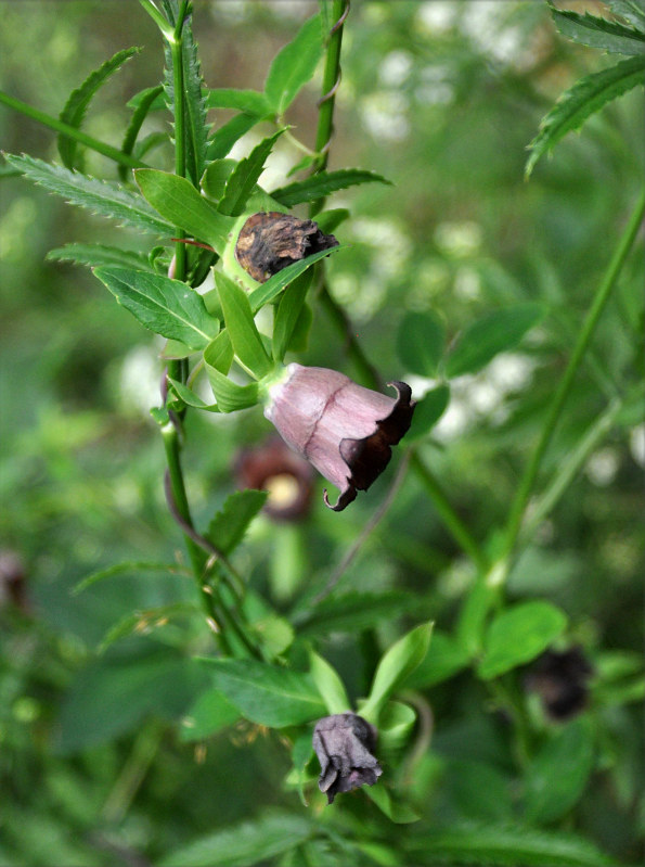 Изображение особи Codonopsis ussuriensis.