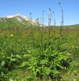 Cephalaria gigantea