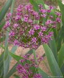 Allium schubertii × atropurpureum