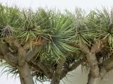 Dracaena draco. Верхушка плодоносящего растения. Испания, Андалусия, провинция Малага, г. Бенальмадена. Август 2015 г.