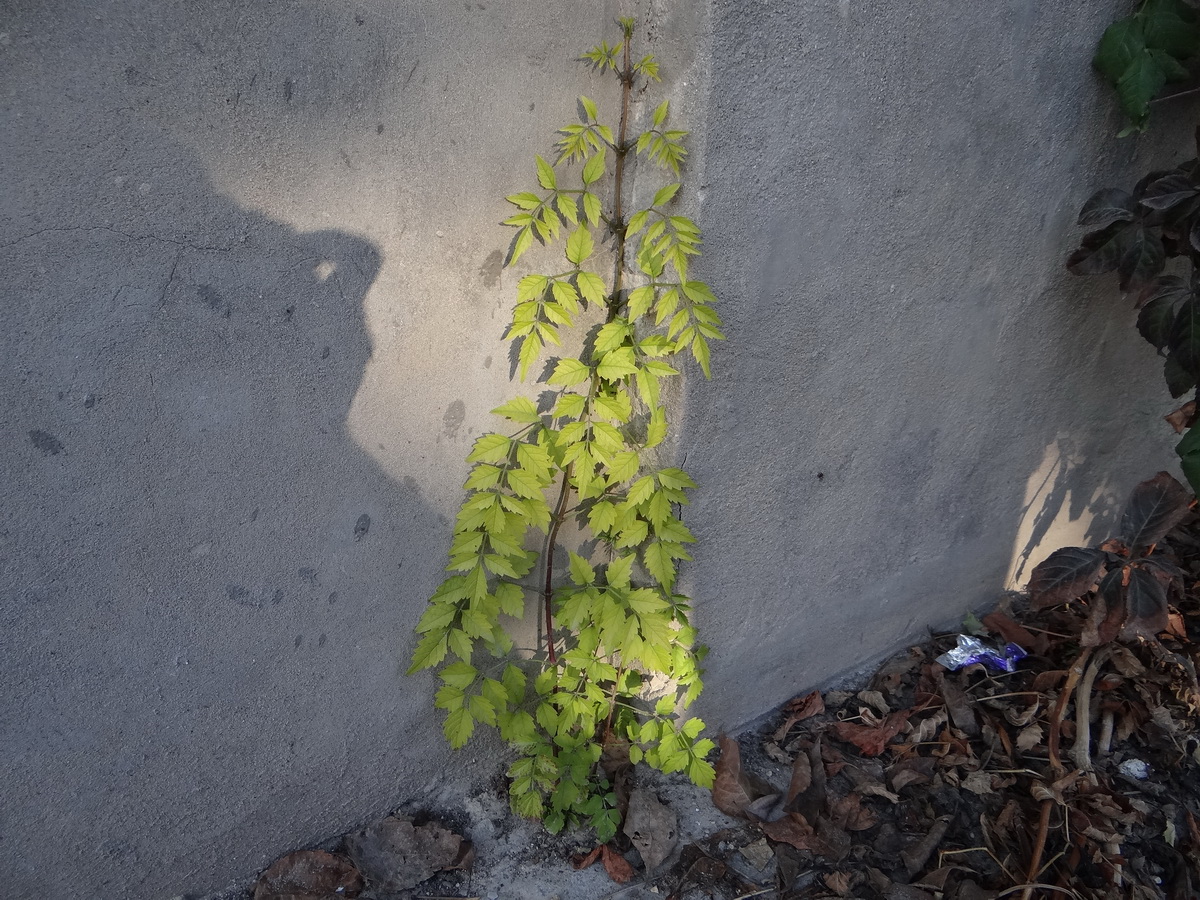 Image of Campsis radicans specimen.