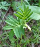 Astragalus aksuensis