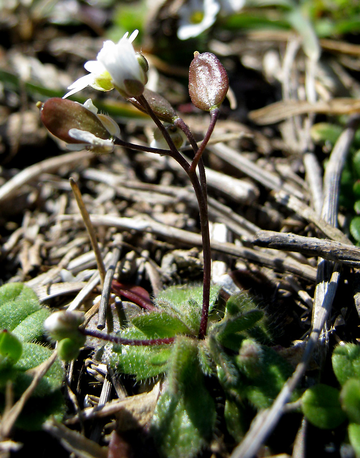 Изображение особи Erophila praecox.