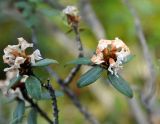 Rhododendron adamsii. Верхушки побегов с соцветиями. Бурятия, Окинский р-н, падь Хи-Гол, ≈ 2000 м н.у.м., горная тундра. 11.07.2015.