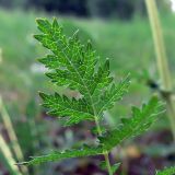 Filipendula vulgaris. Часть листа. Челябинская обл., окр. г. Челябинск, Золотая горка, разнотравная поляна в берёзовом лесу. 30.06.2014.