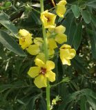 Verbascum blattaria