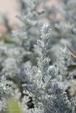 genus Artemisia. Верхушка растения. Крым, с. Андреевка, обрывистый глинистый берег моря. 07.06.2015.