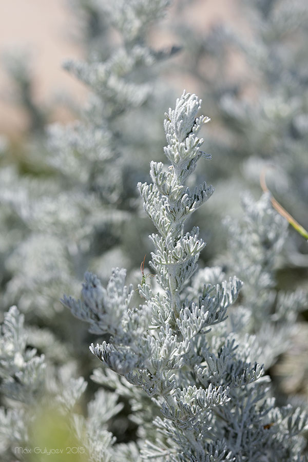 Изображение особи род Artemisia.