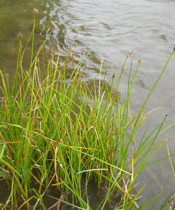 Image of genus Carex specimen.