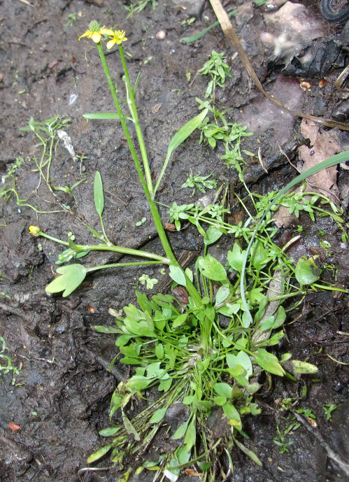 Изображение особи Ranunculus polyphyllus.