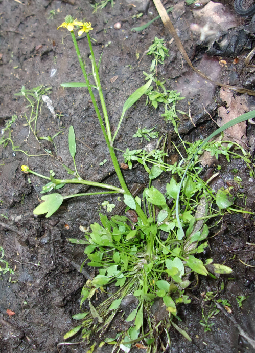 Image of Ranunculus polyphyllus specimen.