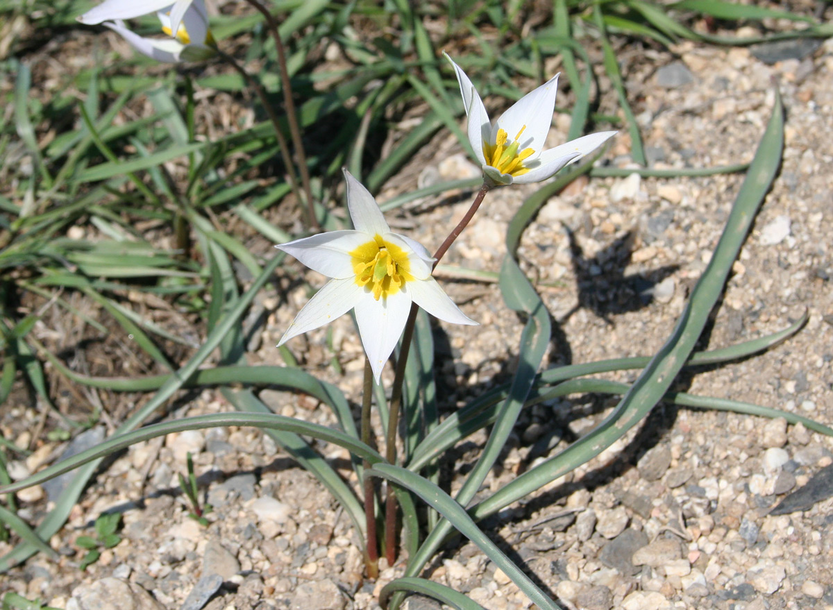 Изображение особи Tulipa patens.