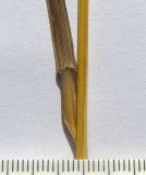 род Bromopsis