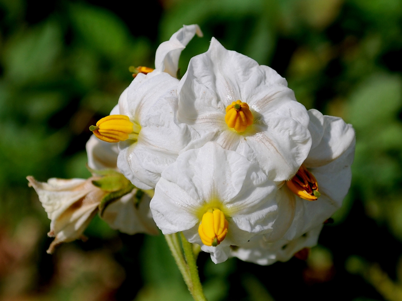 Изображение особи Solanum tuberosum.