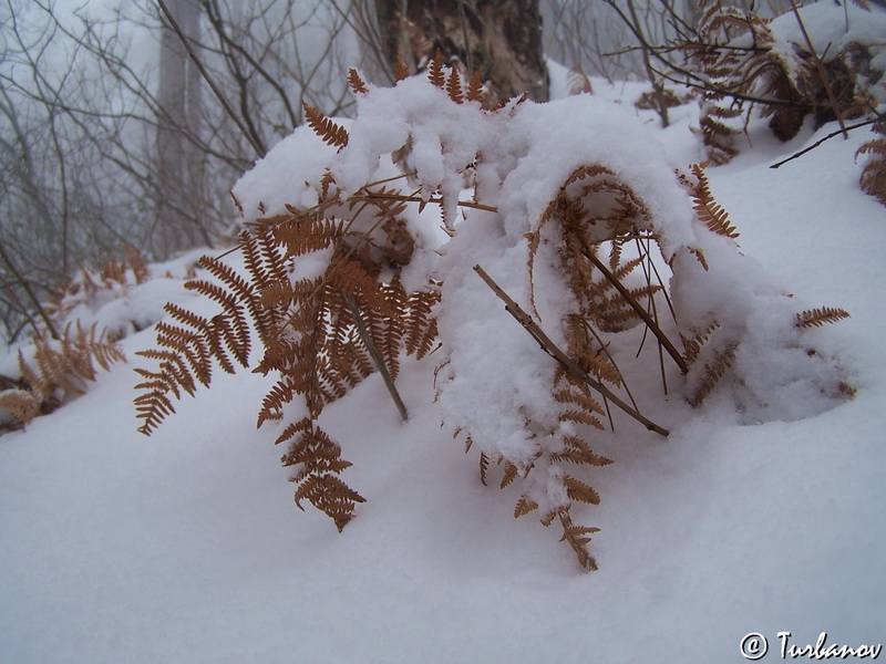 Image of Pteridium tauricum specimen.