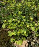 Ranunculus chius