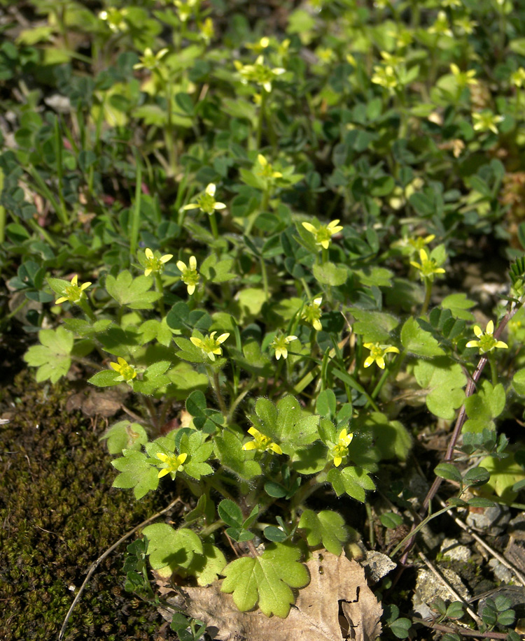 Изображение особи Ranunculus chius.