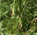 Cynoglossum officinale