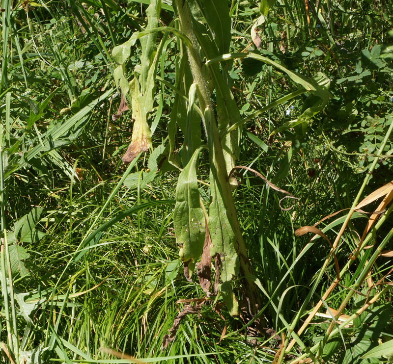 Изображение особи Cynoglossum officinale.